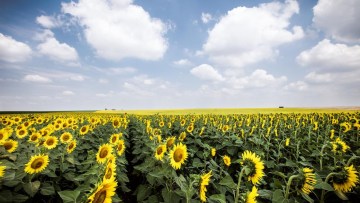 Стратос® Ултра – Ултра контрол на житни плевели при Ултра селективност за културата