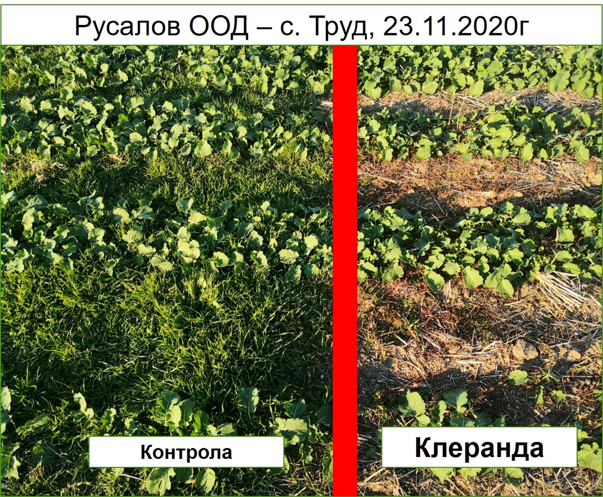 Клеранда®
