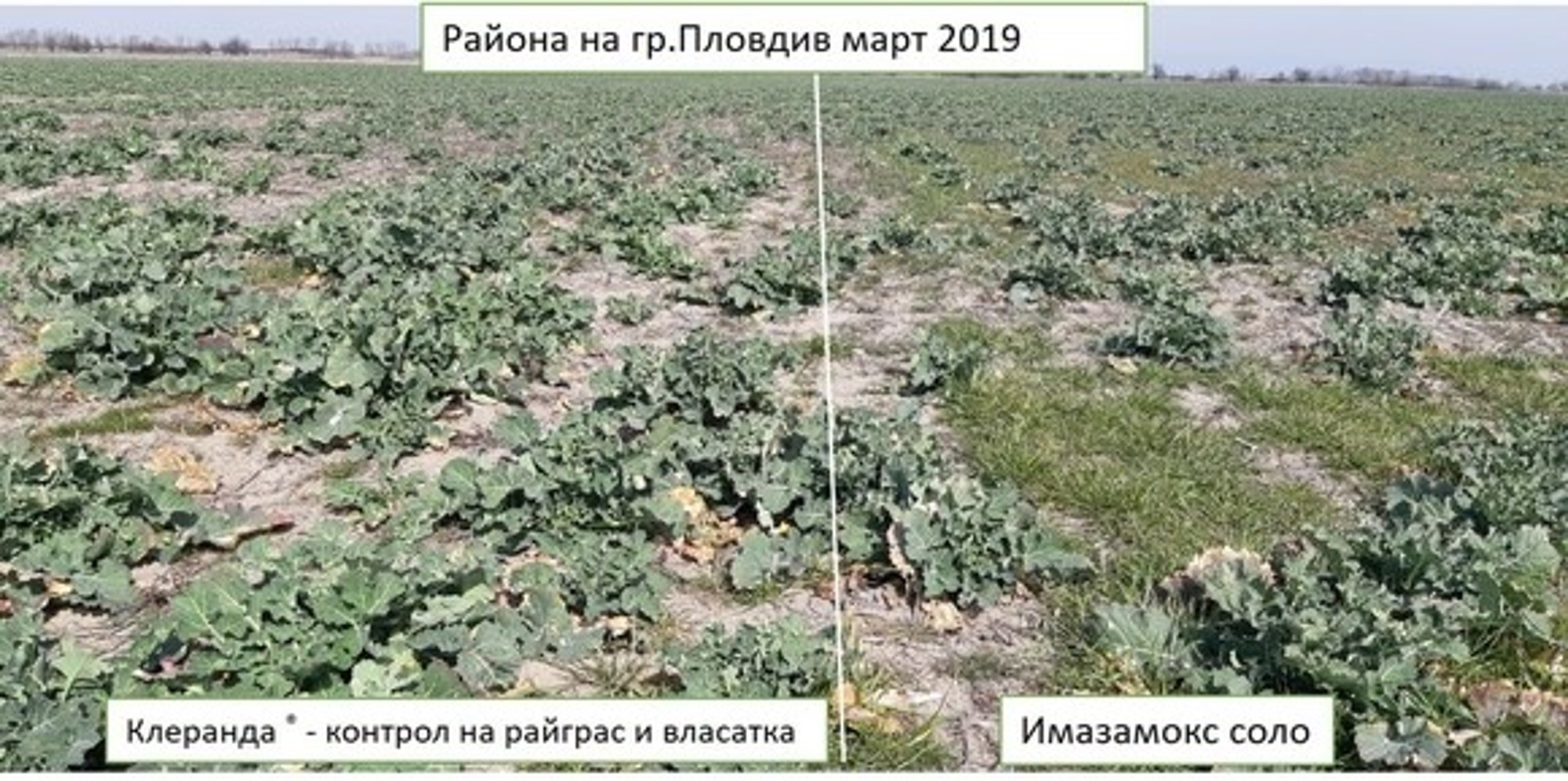 Клеранда®