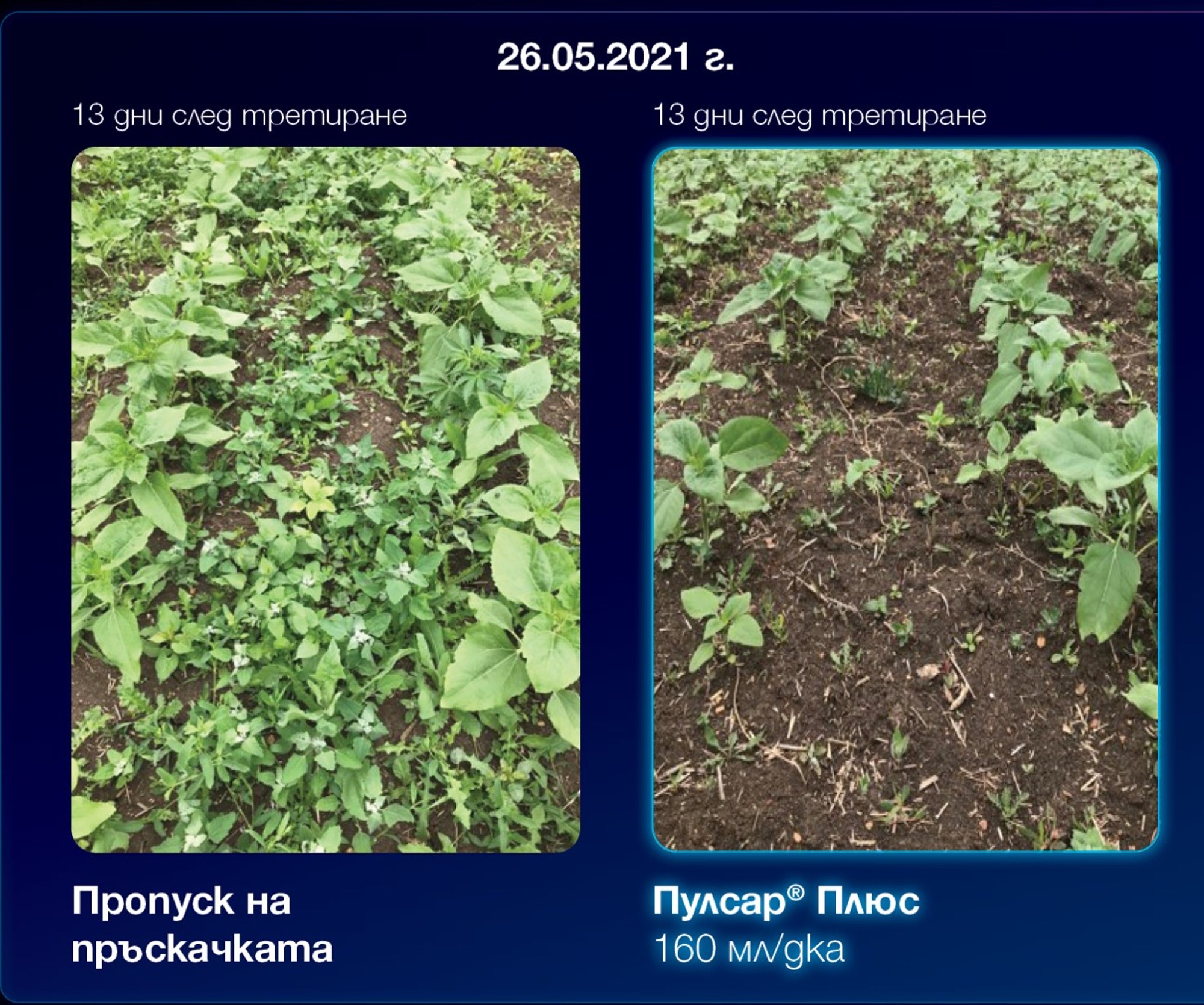 Технология: Пулсар® Плюс в доза 160 мл/дка приложен на 13.05.2021 г.
