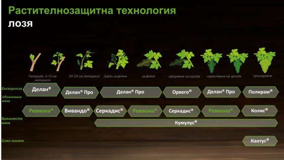 Как да опазим лозите и кои са критичните фази за борба с основните болести