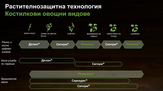 Как да опазим костилковите овощни видове и кои са критичните фази за борба с основните болести