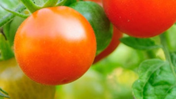 Стратос® Ултра – селективният хербицид за борба с житните плевели в домaти, пипер и други зеленчуци 