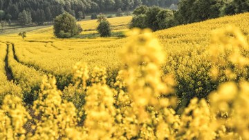 Winter Oilseed Rape