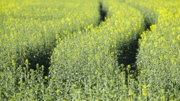 Spring Oilseed Rape