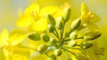 Why grow hybrid?